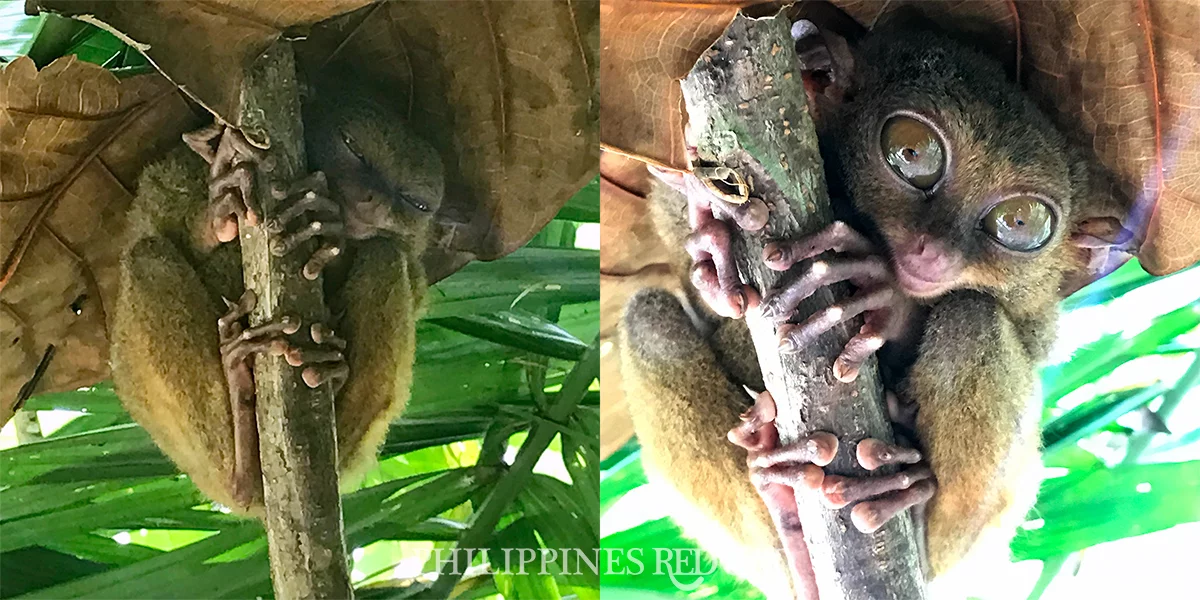 Bohol-Tarsier-1200.jpg.jpg